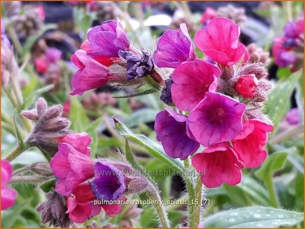 Pulmonaria 'Raspberry Splash' | Longkruid