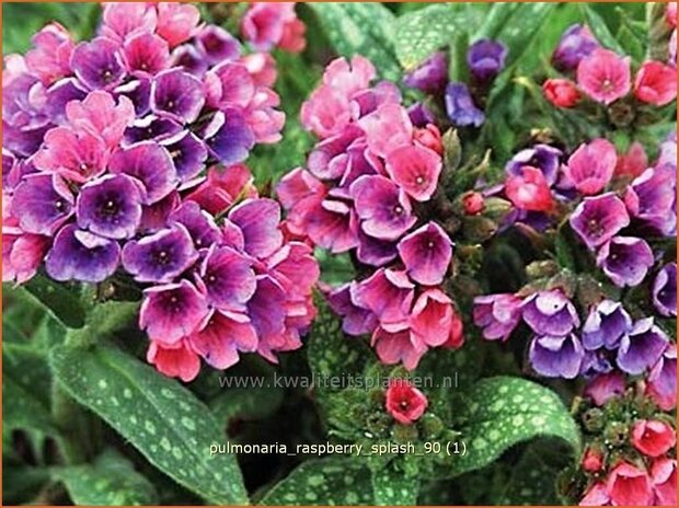 Pulmonaria 'Raspberry Splash' | Longkruid