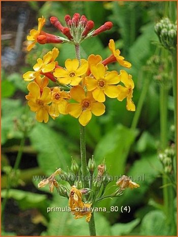 Primula bulleyana | Sleutelbloem, Etageprimula