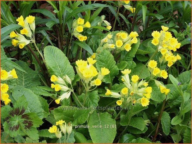 Primula veris | Gulden sleutelbloem, Gewone sleutelbloem