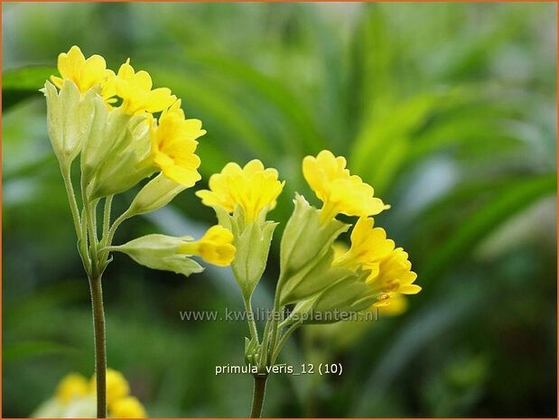 Primula veris | Gulden sleutelbloem, Gewone sleutelbloem