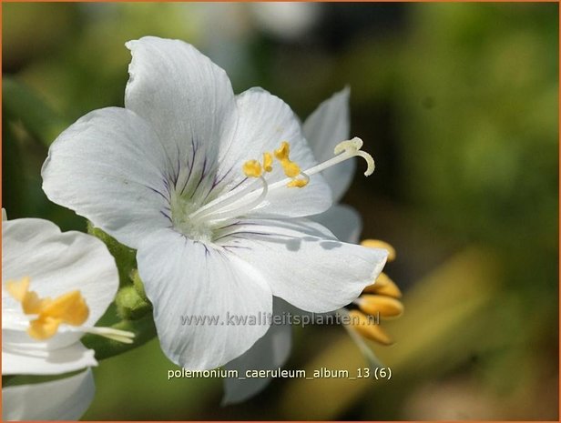 Polemonium caeruleum 'Album' | Jacobsladder