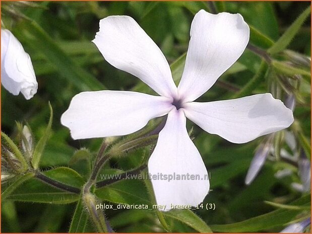 Phlox divaricata 'May Breeze' | Vlambloem