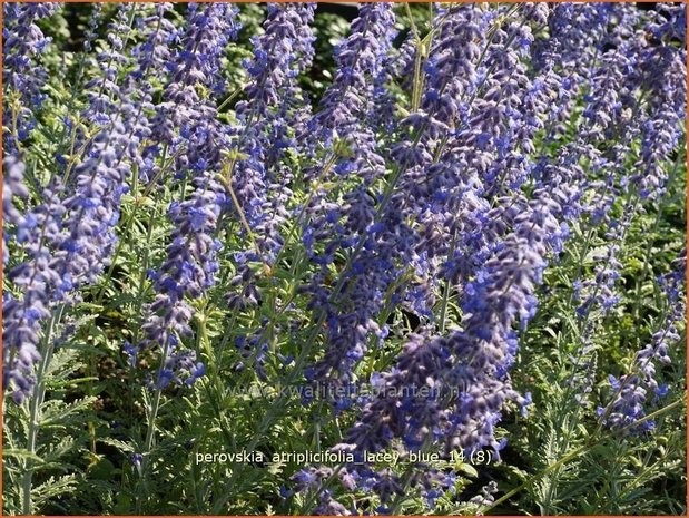 Perovskia atriplicifolia 'Lacey Blue' | Russische salie, Blauwspirea, Reuzenlavendel | Meldeblättrige Blau