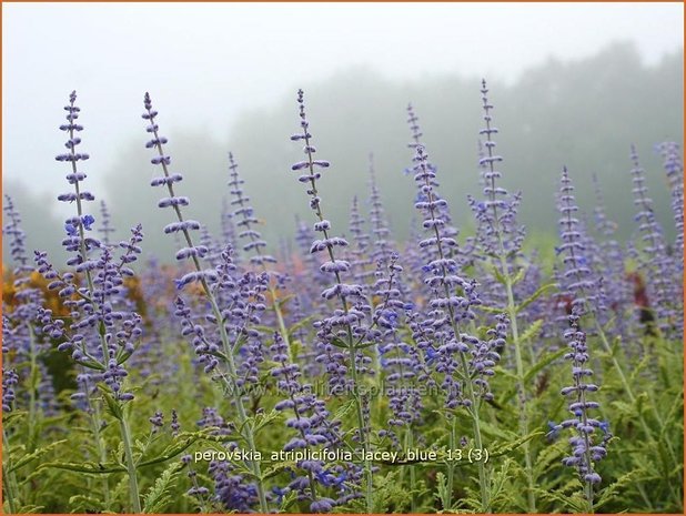 Perovskia atriplicifolia 'Lacey Blue' | Russische salie, Blauwspirea, Reuzenlavendel | Meldeblättrige Blau