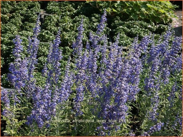 Perovskia atriplicifolia 'Lacey Blue' | Russische salie, Blauwspirea, Reuzenlavendel | Meldeblättrige Blau