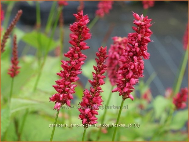 Persicaria amplexicaulis 'Dikke Floskes' | Adderwortel, Duizendknoop