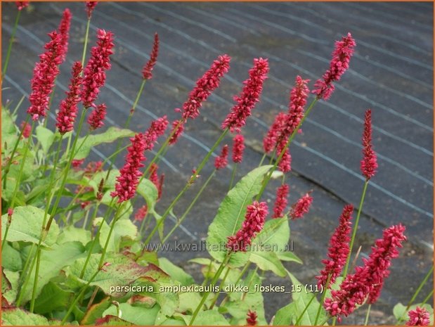 Persicaria amplexicaulis 'Dikke Floskes' | Adderwortel, Duizendknoop