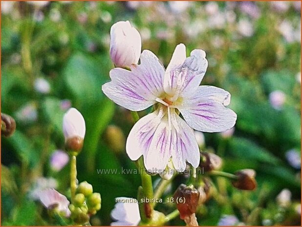 Montia sibirica | Roze winterpostelein, Sierpostelein