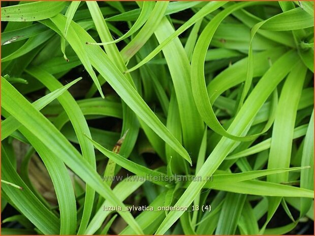 Luzula sylvatica 'Onderbos' | Veldbies