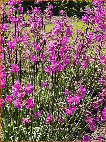 Lychnis viscaria | Pekanjer, Koekoeksbloem