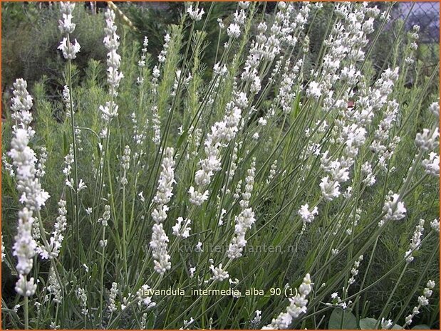 Lavandula intermedia 'Alba' | Lavandin, Hybridelavendel, Lavendel | Provence-Lavendel | Lavandin