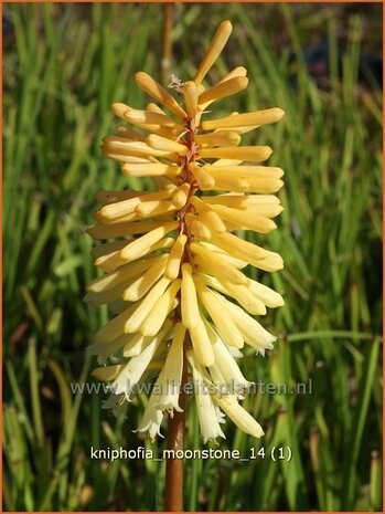 Kniphofia 'Moonstone' | Vuurpijl, Fakkellelie