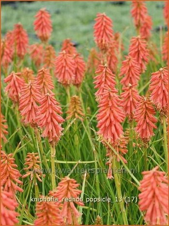 Kniphofia 'Redhot Popsicle' | Vuurpijl, Fakkellelie