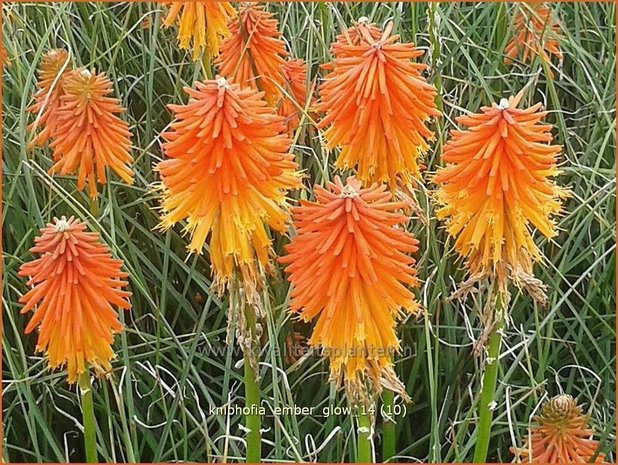 Kniphofia 'Ember Glow' | Vuurpijl, Fakkellelie