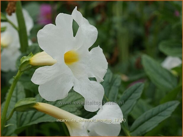 Incarvillea delavayi 'Snowtop' | Tuingloxinia | Yunnan-Freilandgloxinie