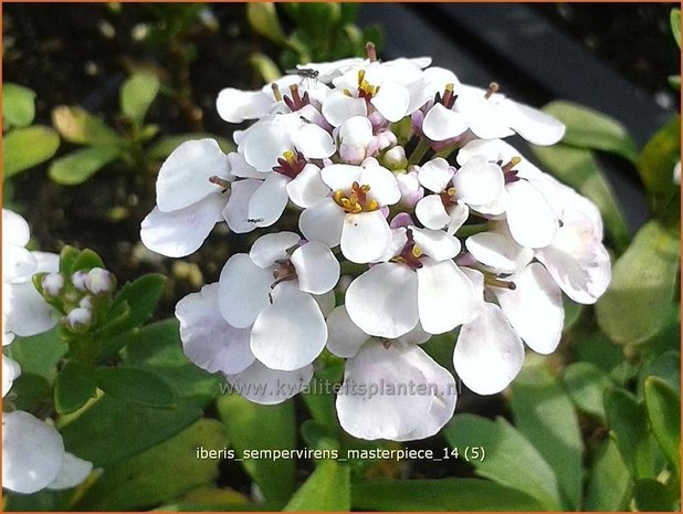 Iberis sempervirens 'Masterpiece' | Scheefbloem, Scheefkelk