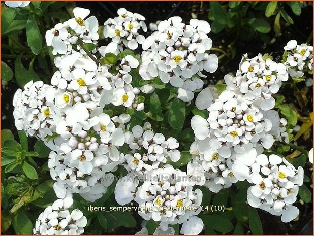 Iberis sempervirens 'Masterpiece' | Scheefbloem, Scheefkelk