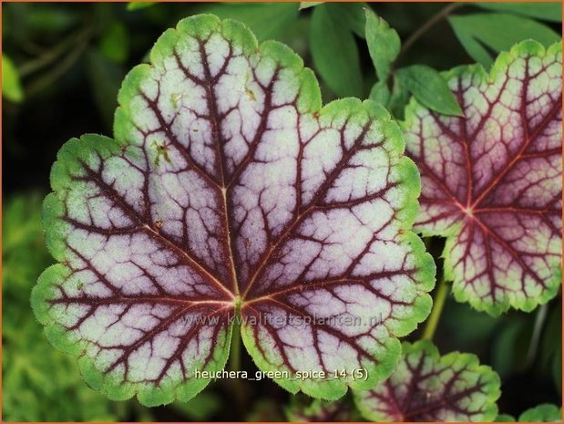 Heuchera 'Green Spice' | Purperklokje