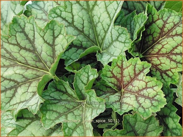 Heuchera 'Green Spice' | Purperklokje