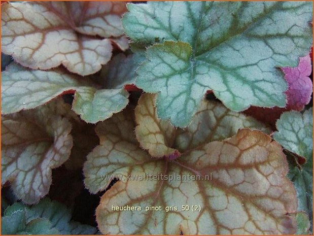 Heuchera 'Pinot Gris' | Purperklokje