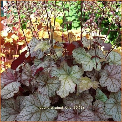 Heuchera 'Pinot Gris' | Purperklokje