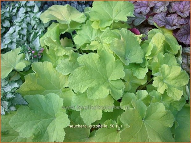 Heuchera &#39;Citronelle&#39; | Purperklokje | Purpurglöckchen