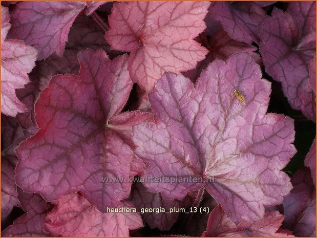 Heuchera 'Georgia Plum' | Purperklokje