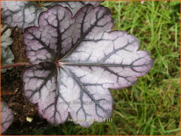 Heuchera 'Glitter' | Purperklokje