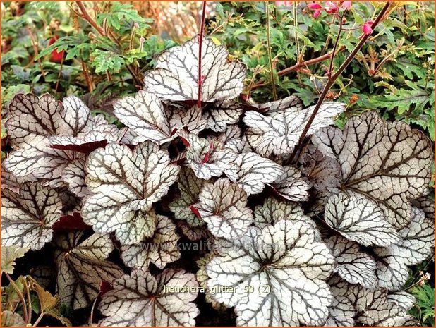 Heuchera 'Glitter' | Purperklokje