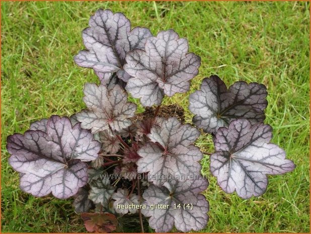 Heuchera 'Glitter' | Purperklokje