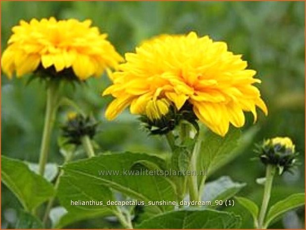 Helianthus decapetalus 'Sunshine Daydream' | Vaste zonnebloem