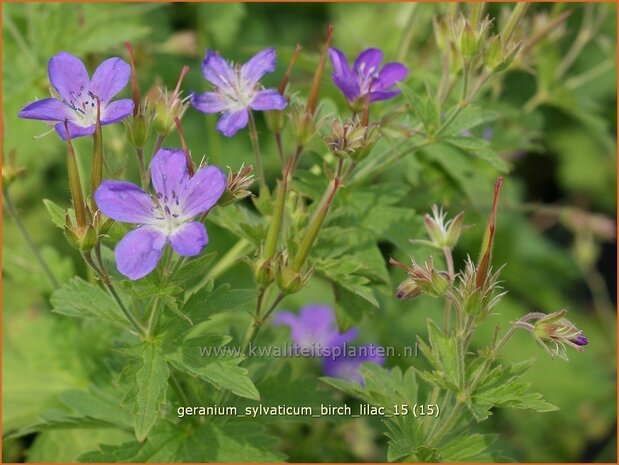 Geranium sylvaticum 'Birch Lilac' | Bosooievaarsbek, Ooievaarsbek, Tuingeranium