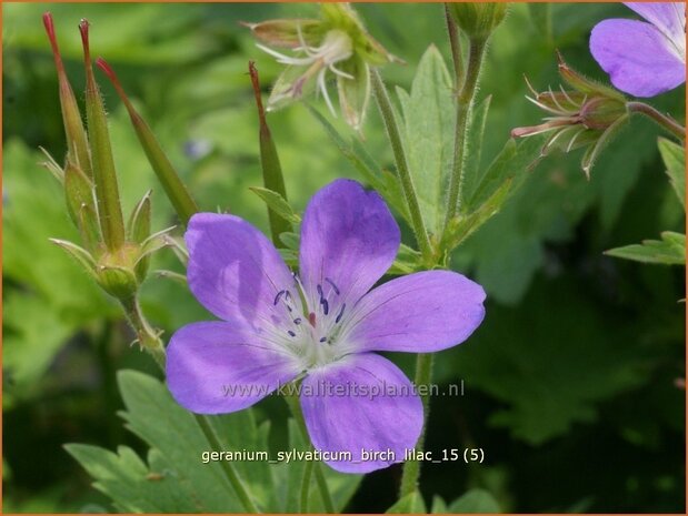 Geranium sylvaticum 'Birch Lilac' | Bosooievaarsbek, Ooievaarsbek, Tuingeranium