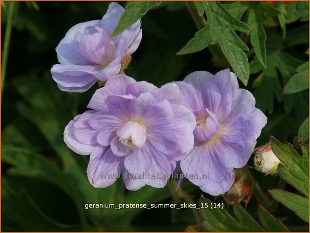 Geranium pratense 'Summer Skies' | Beemdooievaarsbek, Ooievaarsbek, Tuingeranium