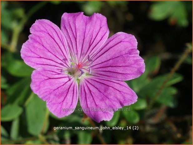 Geranium sanguineum 'John Elsley' | Bloedooievaarsbek, Ooievaarsbek, Tuingeranium