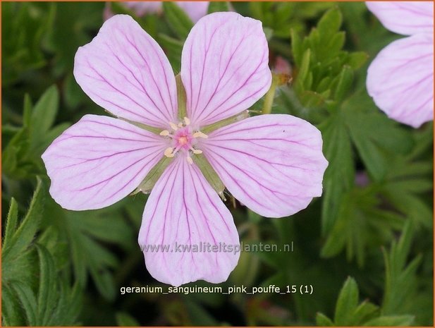 Geranium sanguineum 'Pink Pouffe' | Bloedooievaarsbek, Ooievaarsbek, Tuingeranium | Blut-Storchschnabel