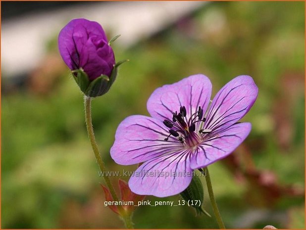 Geranium 'Pink Penny' | Ooievaarsbek