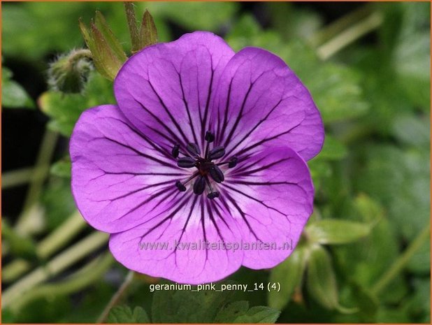 Geranium 'Pink Penny' | Ooievaarsbek