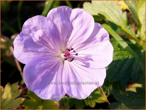 Geranium 'Lilac Ice' | Ooievaarsbek, Tuingeranium