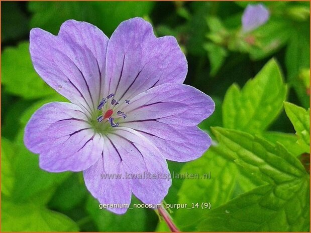 Geranium nodosum 'Purpur' | Ooievaarsbek