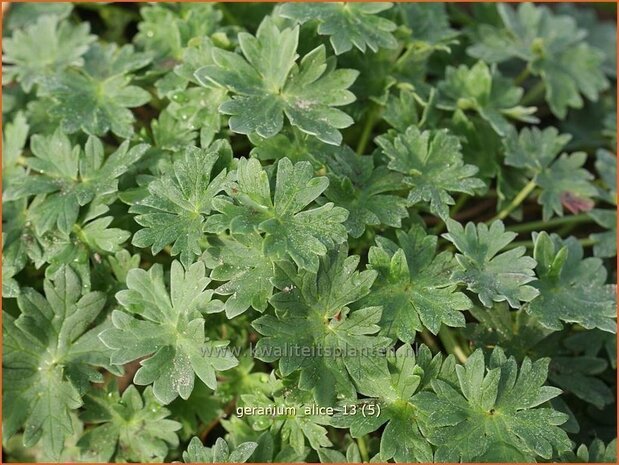 Geranium cinereum 'Alice' | Ooievaarsbek