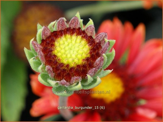 Gaillardia 'Burgunder' | Kokardebloem