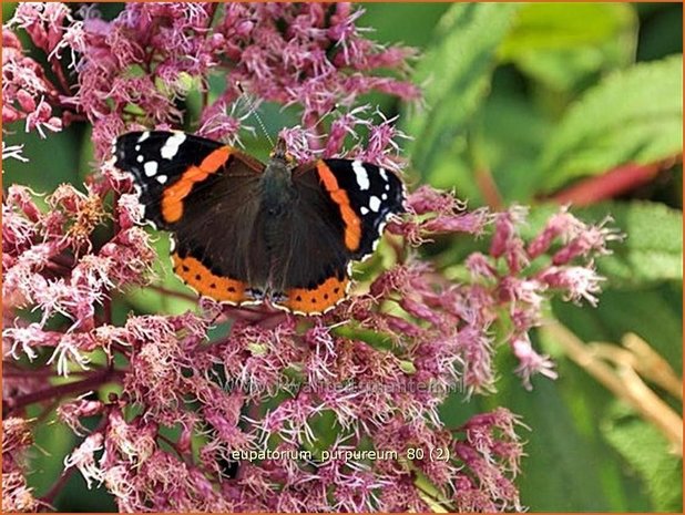 Eupatorium purpureum | Leverkruid, Koninginnekruid