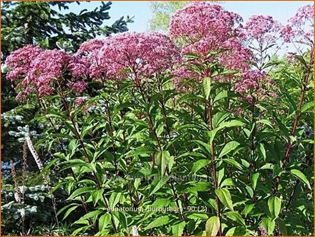 Eupatorium purpureum | Leverkruid, Koninginnekruid