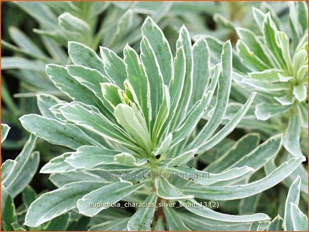 Euphorbia characias 'Silver Swan' | Wolfsmelk | Palisaden-Wolfsmilch