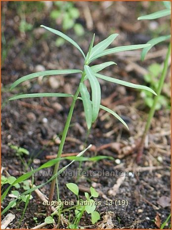 Euphorbia lathyris | Kruisbladwolfsmelk, Mollenplant, Wolfsmelk | Kreuzblättrige Wolfsmilch