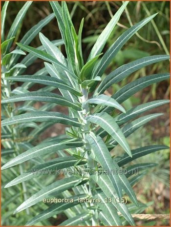 Euphorbia lathyris | Kruisbladwolfsmelk, Mollenplant, Wolfsmelk | Kreuzblättrige Wolfsmilch