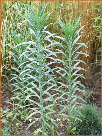 Euphorbia lathyris | Kruisbladwolfsmelk, Mollenplant, Wolfsmelk | Kreuzblättrige Wolfsmilch