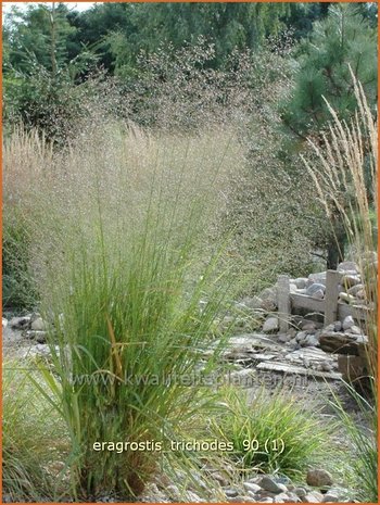 Eragrostis trichodes | Liefdesgras | Haar-Liebesgras